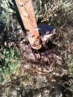 fence 1.jpg