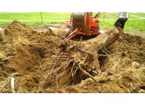 Stump.jpg