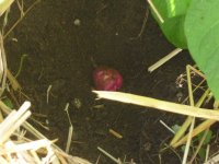 P1020156RS.jpg