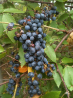 image-2244401692.png