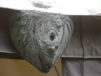 Wasp Nest.jpg