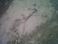 IMG00017-20100627-2003.jpg