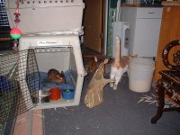 Deer at Moms.jpg