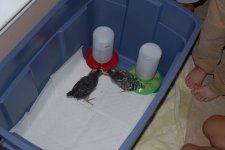 DSC_0010.JPG