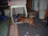 Deer at Moms (3).jpg