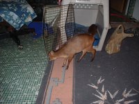 Deer at Moms (4).jpg