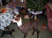 baby llama 12-26-05 001.jpg