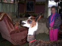 baby llama 12-26-05 005.jpg