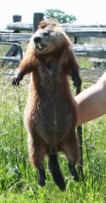 groundhog.jpg