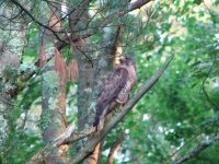 SharpShinnedHawk.JPG