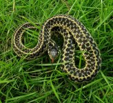 30973769_gartersnake2.jpg