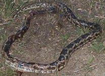 Snake 1.jpg