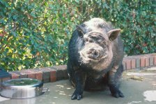 House hog 1 (1).jpg