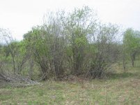 big bush biggest is about 1 inch dia.jpg