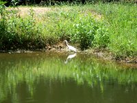 7-31-10 Crane feeding in pond.jpg