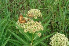1-AmerPaintedLady-Milkweed.JPG