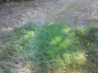 green2.jpg