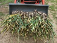 1st half of garlic.jpg