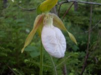 Lady Slippers June 2010 002.jpg
