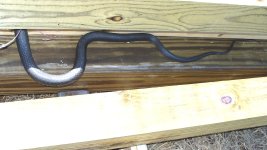 snake_keeps_hiding.jpg