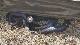 snake_nowhere_to_hide.jpg