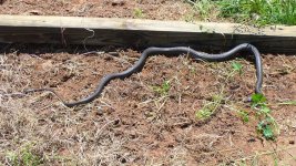 snake_in_open .jpg