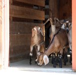 goats in barn1.jpg