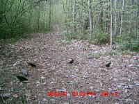 birds.JPG