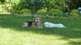 Augie backyard 007a 16x9.jpg