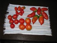 Garden-7-5-2010-01.jpg