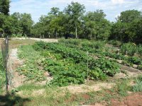 Garden-7-5-2010-04.jpg
