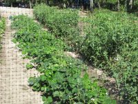 Garden-7-5-2010-05.jpg