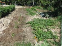 Garden-7-5-2010-06.jpg