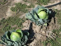Garden-7-5-2010-08.jpg