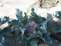 Garden-7-5-2010-09.jpg