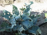 Garden-7-5-2010-10.jpg