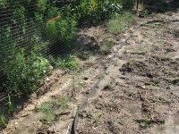 Garden-7-5-2010-07.jpg