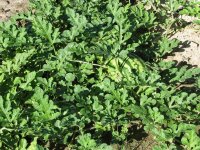 Garden-7-5-2010-11.jpg