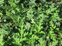 Garden-7-5-2010-12.jpg