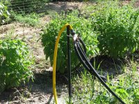 Garden-7-5-2010-13.jpg