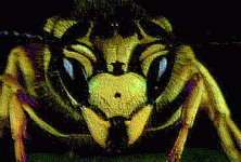 hornet.gif