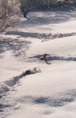 35-86903-TailinSnow.jpg