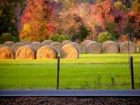 35-86955-Neighbor'shaybales.jpg