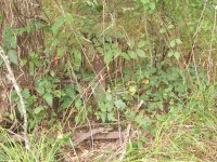 304131-MulePastureRake.jpg