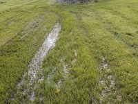 6-155347-wetlawn.jpg