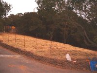 33-209719-mulch.JPG