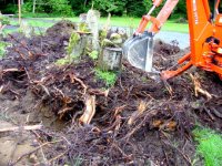 486877-Root2.jpg