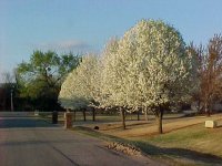 395597-EarlyBloomers.jpg