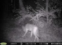 coyote10-12-10.JPG