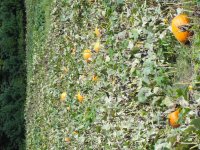pumpkin field.jpg